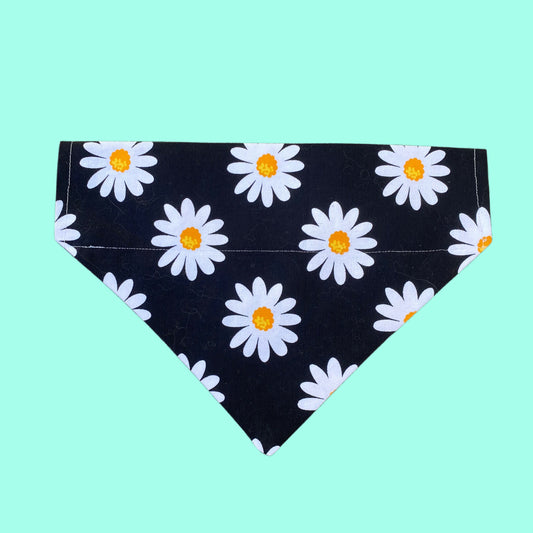 Black daisy