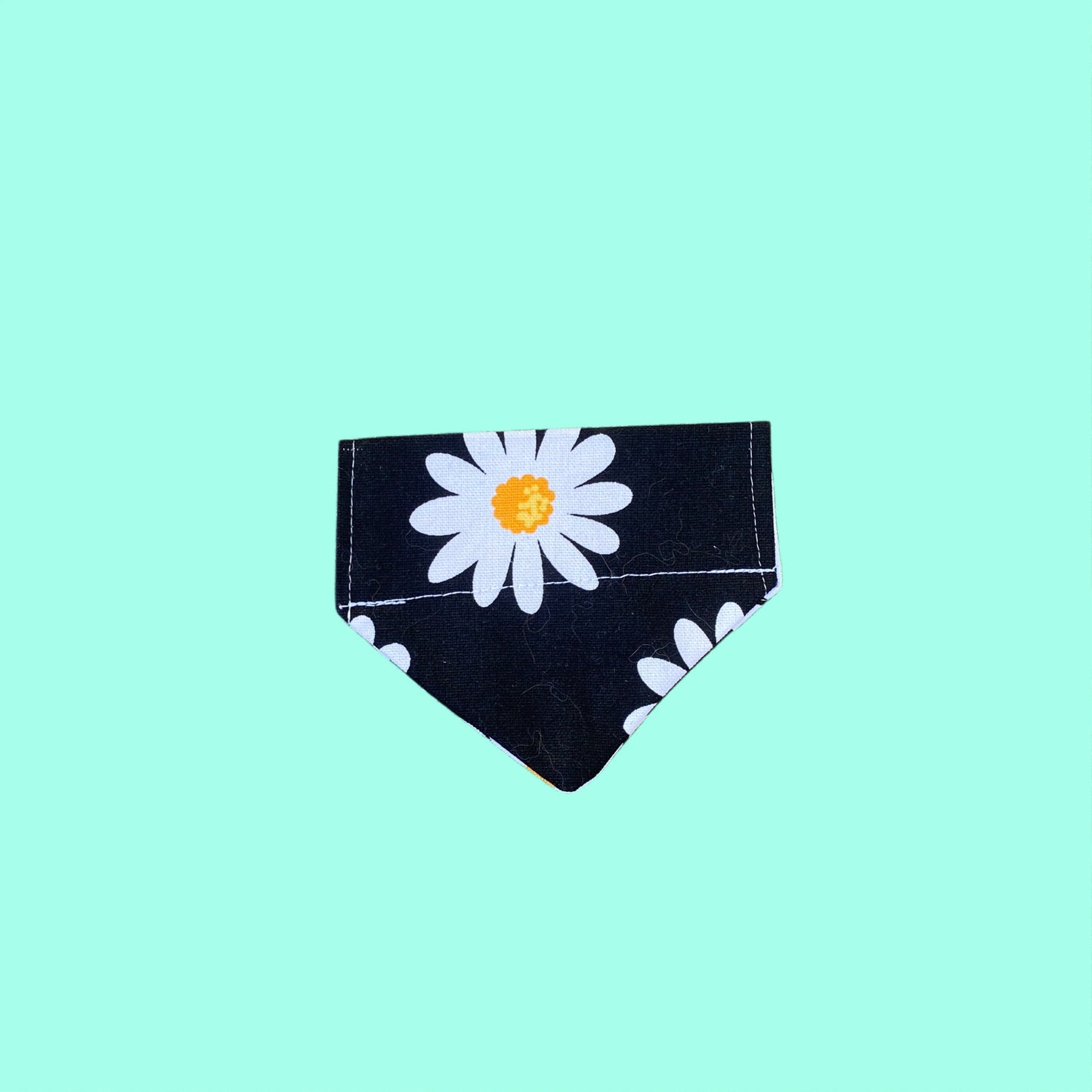 Black daisy