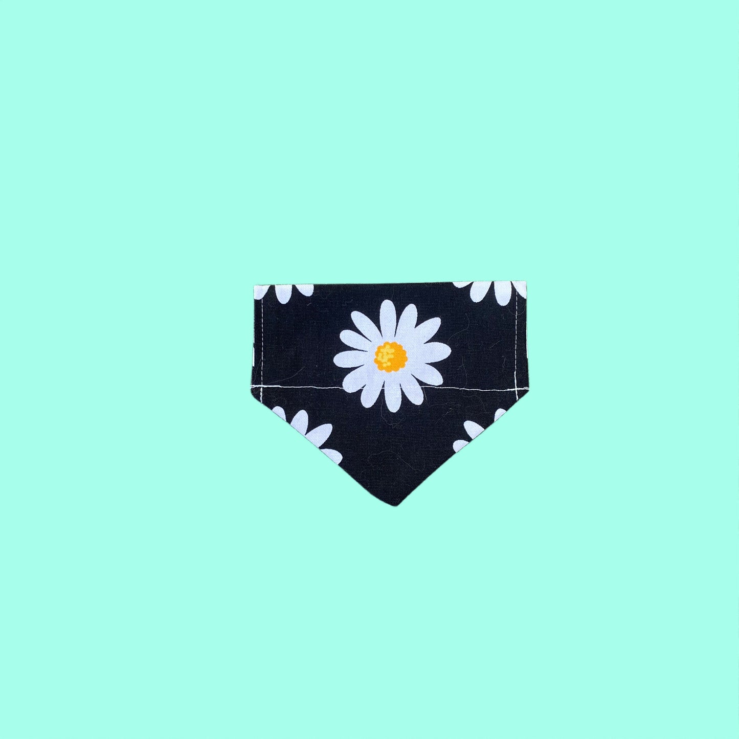 Black daisy