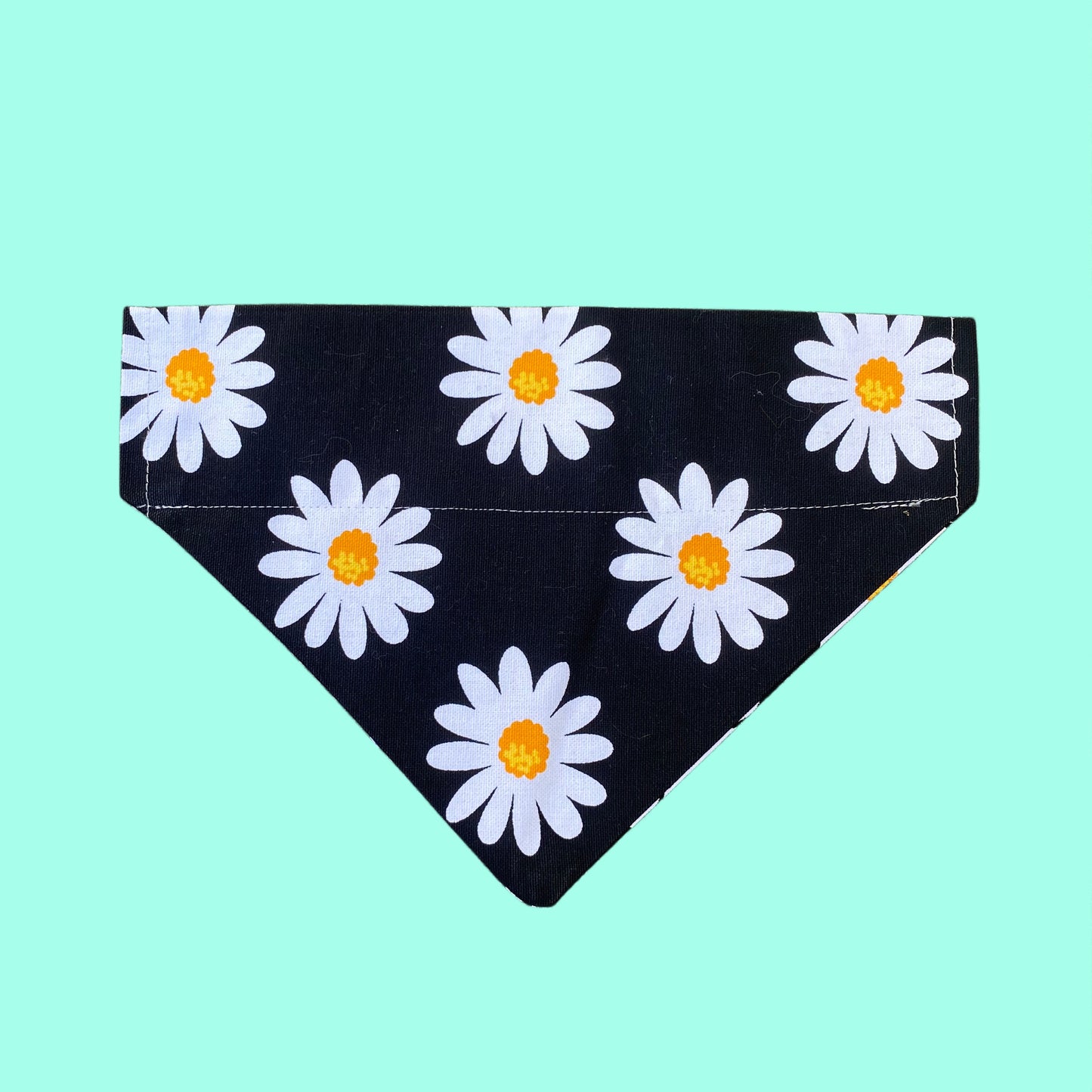 Black daisy